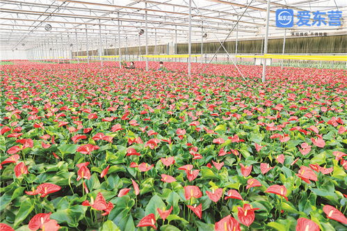 堅(jiān)定不移推動高質(zhì)量發(fā)展 鮮花拓開富民路