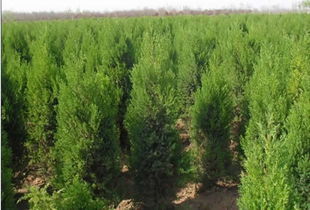 油松價格 油松批發(fā) 油松廠家 258.com企業(yè)服務平臺