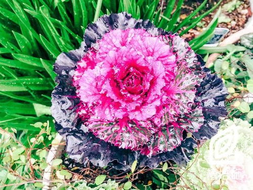 植培施 羽衣甘藍(lán)Brassica oleracea var. 一 二年生草本花卉栽培手冊