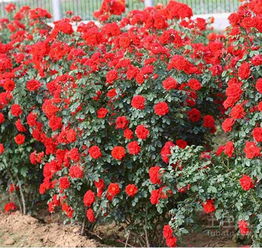 地被月季價(jià)格 地被月季養(yǎng)殖方法