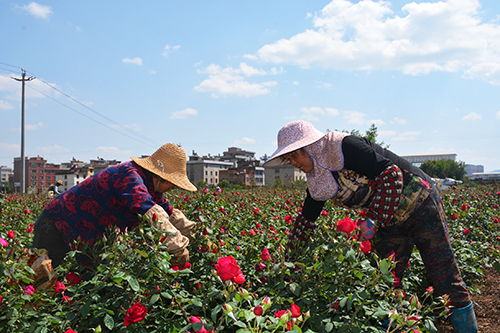 花卉種植助農增收