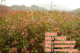 五角楓 繼發園林 五角楓種植