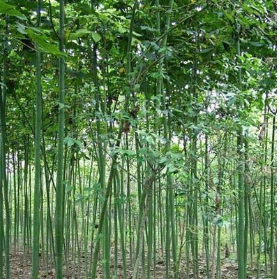 綠化苗28 -福建興輝苗木 產(chǎn)品展示(福建紅繡球、福建興輝苗木 、紅葉石蘭)-金泉網(wǎng)