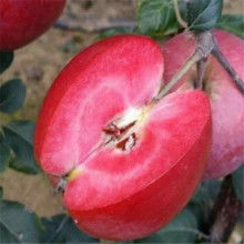 冬棗苗供應(yīng)價格 冬棗苗供應(yīng)公司 圖片 視頻