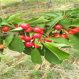 吉塞拉6號矮化新品種櫻桃苗現(xiàn)挖苗多少錢