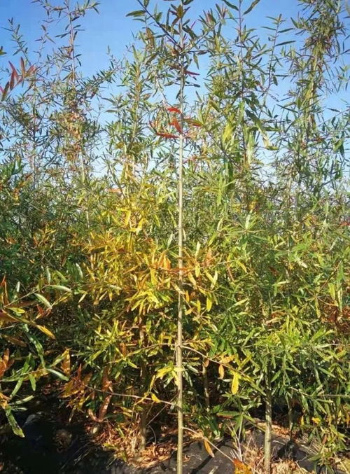 恭喜宣城市宣州區(qū)西馬彩葉苗木園入駐苗木通 安徽胡健春 娜塔櫟