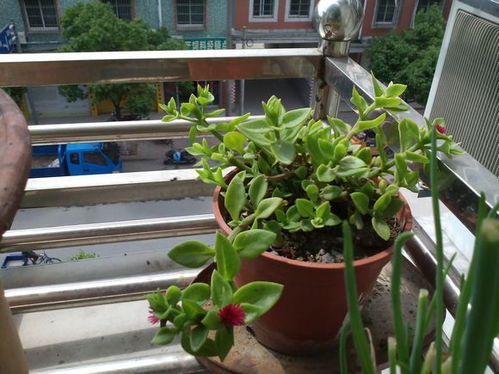 了解不同植物的實用性