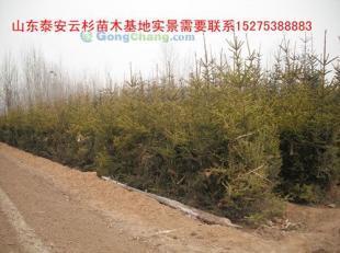 供應(yīng)云杉|云杉樹(shù)苗|云杉苗木|紅皮云杉|供應(yīng)云杉|山東云杉_紡織、皮革_世界工廠網(wǎng)中國(guó)產(chǎn)品信息庫(kù)