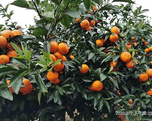 湖南千思農(nóng)林科技公司 圖 無核沃柑苗種植 宜昌無核沃柑苗高清圖片 高清大圖