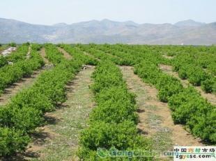 供應(yīng)正宗九豐一號苗木價(jià)格_供應(yīng)正宗九豐一號苗木廠家_世界工廠網(wǎng)產(chǎn)品信息庫