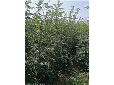 產(chǎn)品展示 絳縣森之泉苗木種植專業(yè)合作社