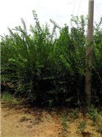 泰安劃算的榆葉梅供應:臨沂榆葉梅-山東科大苗木基地提供泰安劃算的榆葉梅供應:臨沂榆葉梅的相關介紹、產品、服務、圖片、價格山東3公分銀杏苗基地促銷裝歡迎咨詢136【4538】6501、百日紅、櫻花、白皮松、紅楓、法桐、