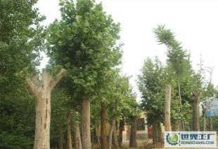 低價0法桐、欒樹、合歡、國槐、柳樹等常規苗木_農副產品_世界工廠網中國產品信息庫