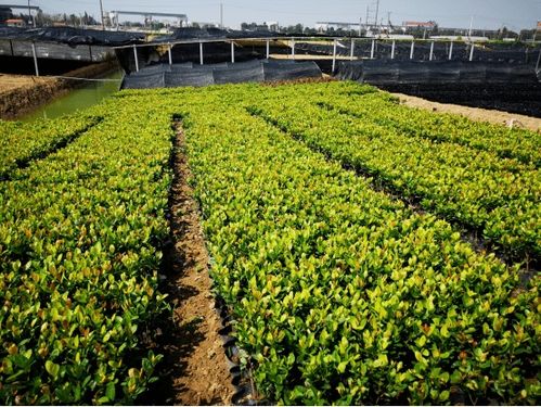 這個(gè)3萬畝的花木之鄉(xiāng),畝均年產(chǎn)值竟達(dá)10萬元