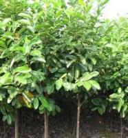 苗木基地價(jià)格_苗木基地廠家_世界工廠網(wǎng)產(chǎn)品信息庫