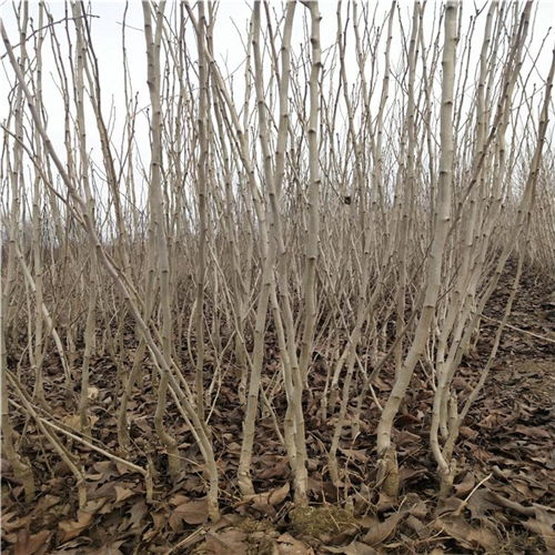 河北咨詢引進(jìn)西風(fēng)紅山楂苗 西風(fēng)紅山楂苗詢價(jià)