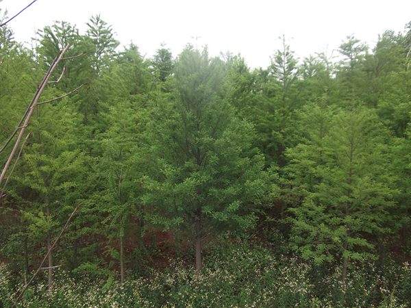 「落羽杉」最新落羽杉_價格_圖片_產(chǎn)地報價表-江蘇沭陽長景園林苗木場