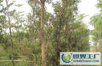 大量0 綠化樹 苗木價格_大量0 綠化樹 苗木廠家_世界工廠網(wǎng)產(chǎn)品信息庫