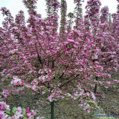 【促銷 海棠苗一律保質(zhì)量西府海棠廠家價格】泰安高新區(qū)旺運苗木中心 - 產(chǎn)品庫