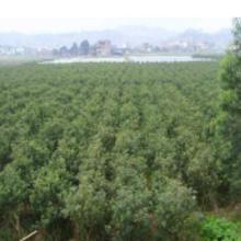 批發(fā)桂花苗價(jià)格 批發(fā)桂花苗批發(fā) 批發(fā)桂花苗廠家 