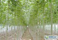 綠化苗木,喬木,灌木,白蠟[供應]_綠化苗木_世界工廠網中國產品信息庫