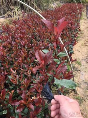 【綠化灌木紅葉石楠袋苗銷售、質優價廉】綠化苗木,價格,廠家,供應商,花木,龍海市東泗興輝園藝場 - 產品庫