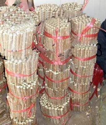 農戶直供 全紅楊扦插段、楊樹扦插段【圖】