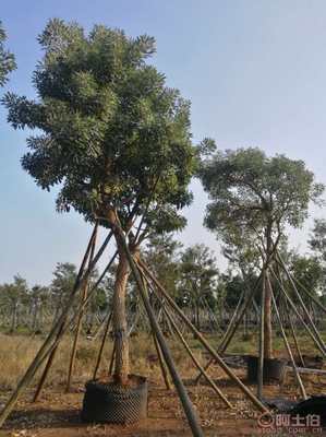 【全冠香樟袋苗供應、種植基地直銷、價格實惠】綠化苗木,價格,廠家,供應商,花木,龍海市東泗興輝園藝場 - 產品庫