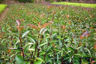 了解各類苗木資訊信息就來河北苗木小程序