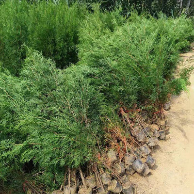 山東側(cè)柏 基地側(cè)柏一棵多少錢(qián)-綠化苗木