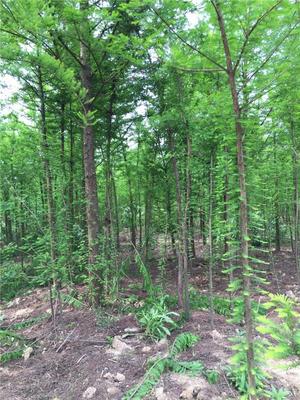 汪家苗圃/丹陽(yáng)樸樹(shù)苗木/鎮(zhèn)江樸樹(shù)植物