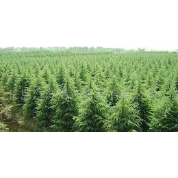 雪松,路雪松苗木,雪松風(fēng)景樹(shù)苗