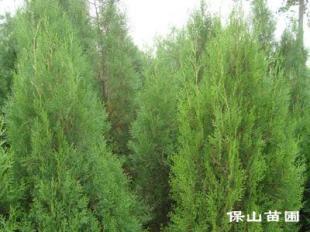 想要購(gòu)買北京檜,就找保山苗木_農(nóng)副產(chǎn)品_世界工廠網(wǎng)中國(guó)產(chǎn)品信息庫(kù)