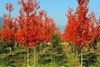 供應(yīng)【美國(guó)秋紅楓】【山東美國(guó)秋紅楓】【美國(guó)秋紅楓價(jià)格】歐楓苗木_農(nóng)副產(chǎn)品_世界工廠網(wǎng)中國(guó)產(chǎn)品信息庫(kù)