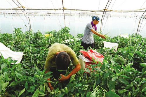 魏縣發(fā)展扶貧產(chǎn)業(yè)鞏固提升脫貧成果側記