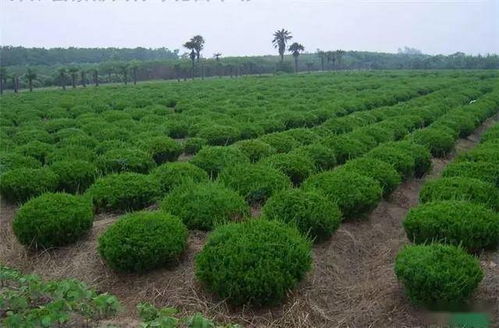 分析市場需求,選擇合理苗木產(chǎn)品