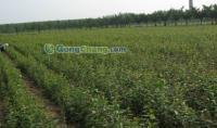 供應小草優(yōu)質(zhì)蘋果苗,無病蘋果苗管理,短枝富士蘋果,蘋果苗木,嘎啦蘋果苗,優(yōu)質(zhì)蘋果苗木,首富一號蘋果苗,萊州小草溝園藝場供30多種優(yōu)質(zhì)蘋果苗_紡織、皮革_世界工廠網(wǎng)中國產(chǎn)品信息庫