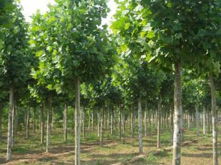 米徑6-15公分法桐苗木河南洛陽批發(fā)價格 _農(nóng)副產(chǎn)品_世界工廠網(wǎng)