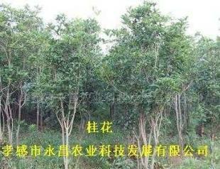 供應孝感市永昌農(nóng)業(yè)科技發(fā)展批發(fā)綠化苗木桂花_農(nóng)副產(chǎn)品_世界工廠網(wǎng)中國產(chǎn)品信息庫