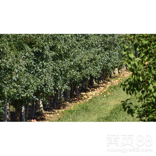 【信陽綠化苗木供應(yīng)】- 