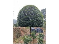 長沙市雨花區(qū)瑞達(dá)綠化苗木場產(chǎn)品展示