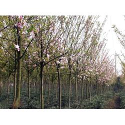 苗木 斌洋草花苗木 已認(rèn)證 山東綠化苗木