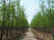 供應(yīng)山東銀杏苗木,優(yōu)質(zhì)銀杏苗木,銀杏樹_紡織、皮革_世界工廠網(wǎng)中國(guó)產(chǎn)品信息庫