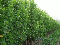 山東北海道黃楊│淄博北海道黃楊│泰安北海道黃楊│北海道黃楊[供應(yīng)]_綠化苗木_世界工廠網(wǎng)中國(guó)產(chǎn)品信息庫