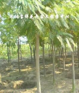 供應(yīng)綠化苗木:低價(jià)出售各種合歡、銀杏、廣玉蘭等_農(nóng)副產(chǎn)品_世界工廠網(wǎng)中國(guó)產(chǎn)品信息庫