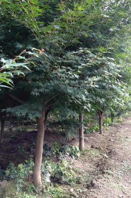 基地直銷五角楓樹苗批發(fā) 園林工程綠化苗木 量大優(yōu)惠 價(jià)格從優(yōu)