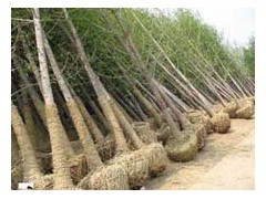 山東五角楓苗木基地供應15公分五角楓樹、名運苗木基地出售|喬灌木|綠化苗木|供應信息|597苗木網(wǎng)