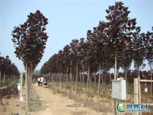 供應全紅楊、紅桂、紅葉石楠等綠化苗木_農(nóng)副產(chǎn)品_世界工廠網(wǎng)中國產(chǎn)品信息庫