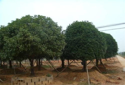 專業(yè)園林,國權苗圃 苗木