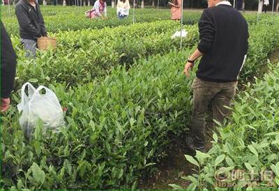 【廣元茶葉苗批量出售#茶葉苗批發基地】茶樹苗,價格,廠家,供應商,其他農業,雅安市名山區惠農苗木種植農民專業合作社 - 產品庫
